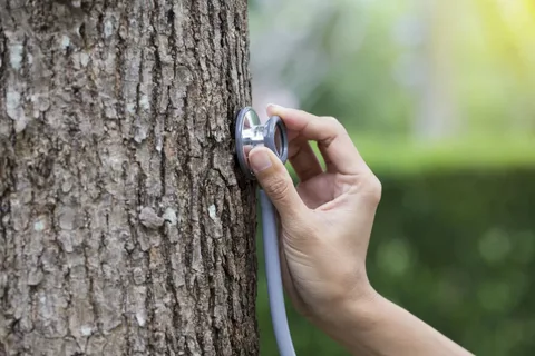 How to take care Tree Diseases in California